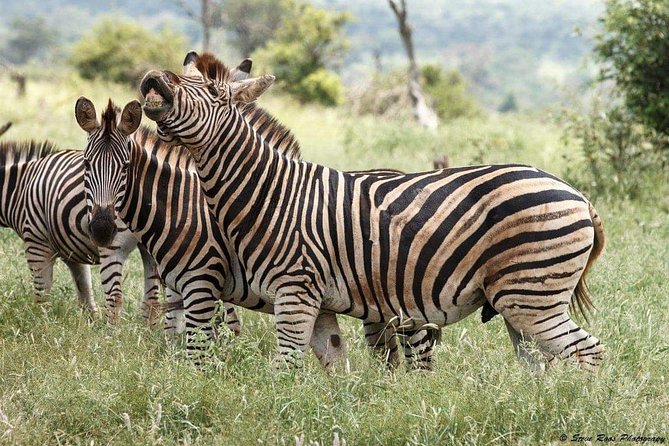 3-Day Tarangire NP, Manyara NP & Ngorongoro Crater - How to Get the Most from Each 6-Hour Game Drive