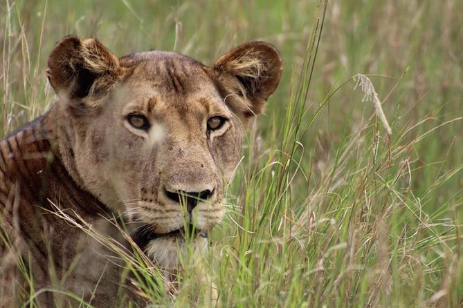 3-Day Tarangire NP, Manyara NP & Ngorongoro Crater - Getting There in Arusha: Pickup, Start Times, and a Small-Group Feel