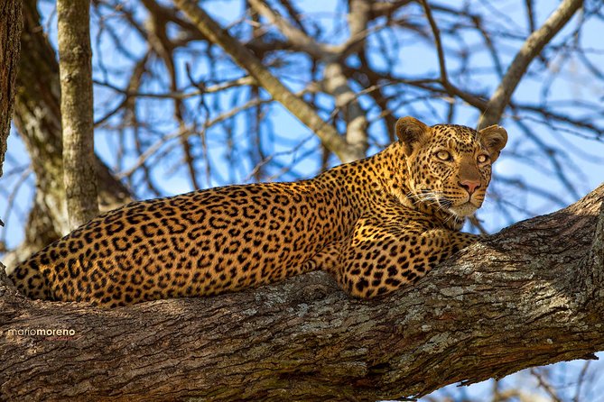 3-Day Taste of Tanzania Safari (Tarangire National park and Ngorongoro Crater) - The Guide Factor: Why Olacx Is Mentioned Again and Again