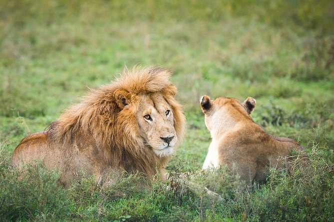 3-Day Taste of Tanzania Safari (Tarangire National park and Ngorongoro Crater) - Comfort and How the Open-Roof Ride Impacts Your Day