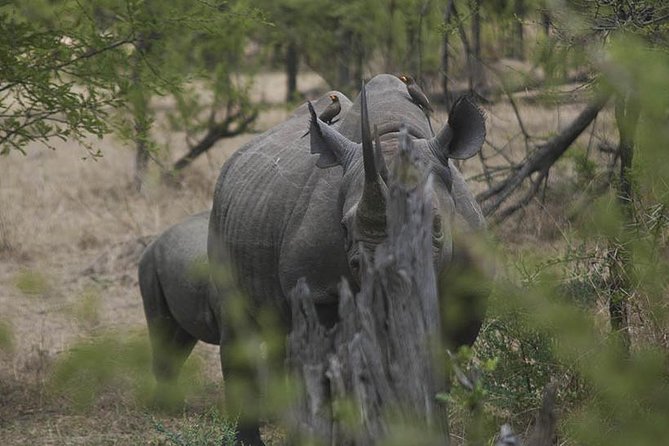 3-Day Taste of Tanzania Safari (Tarangire National park and Ngorongoro Crater) - Who This Safari Fits Best