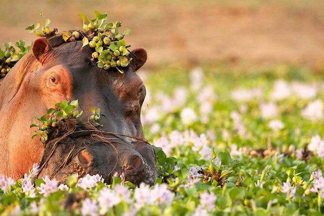 3-Day Taste of Tanzania Safari (Tarangire National park and Ngorongoro Crater) - Day In Tarangire: Elephants at the River and Baobabs Everywhere