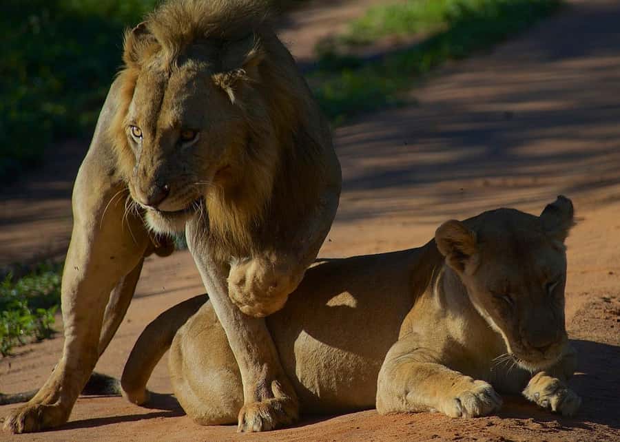 3-day unforgettable memories from Dar-es-Salaam to Mikumi NP - Key things to know before you go
