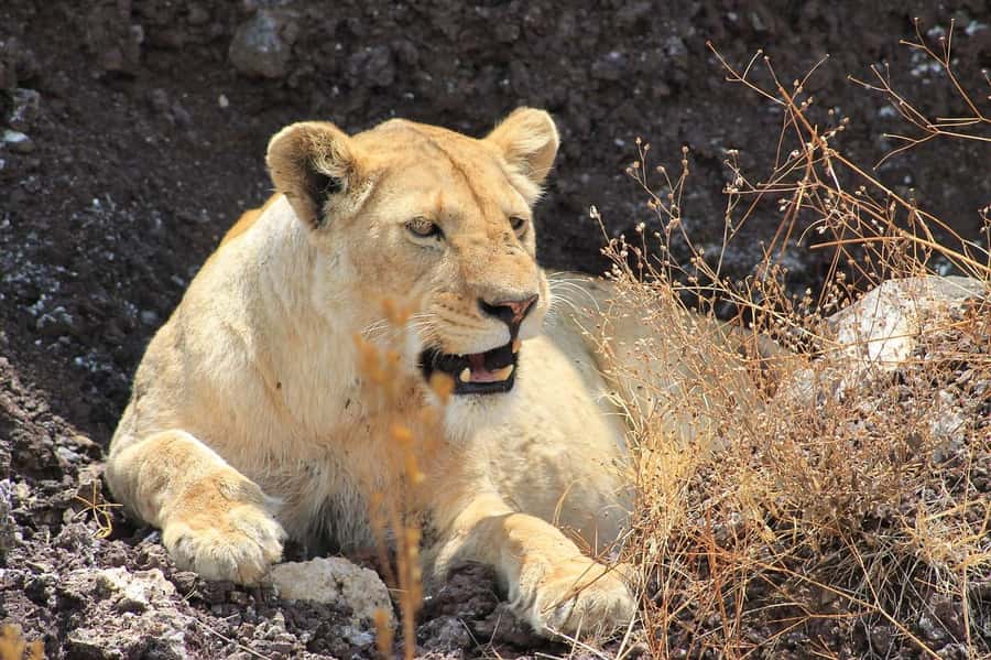 3-day unforgettable memories from Dar-es-Salaam to Mikumi NP - Mikumi NP: Tanzania Wildlife Without the Northern Rush