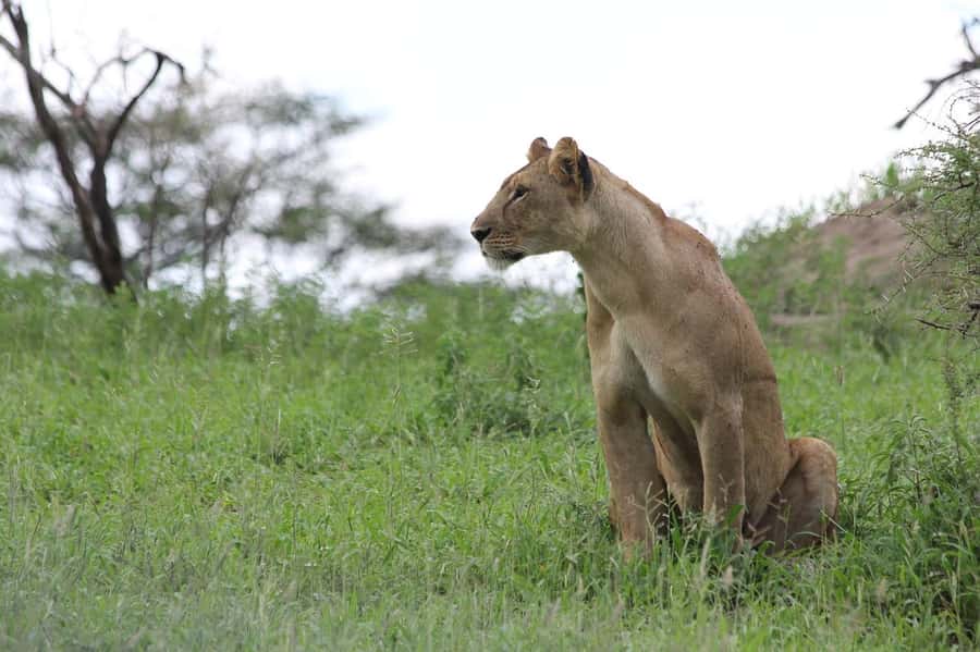 3-day unforgettable memories from Dar-es-Salaam to Mikumi NP - Day 2 Open Jeep Game Drive, from Elephants to Wild Dogs (If You Are Lucky)