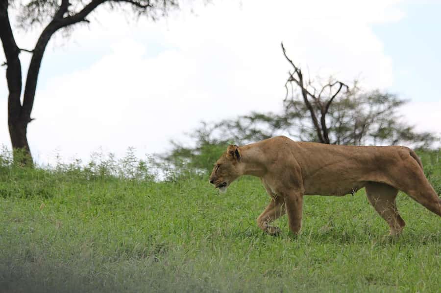 3-day unforgettable memories from Dar-es-Salaam to Mikumi NP - Day 1 Dar to Mikumi, with Morogoro Lunch and Lodge Check-in