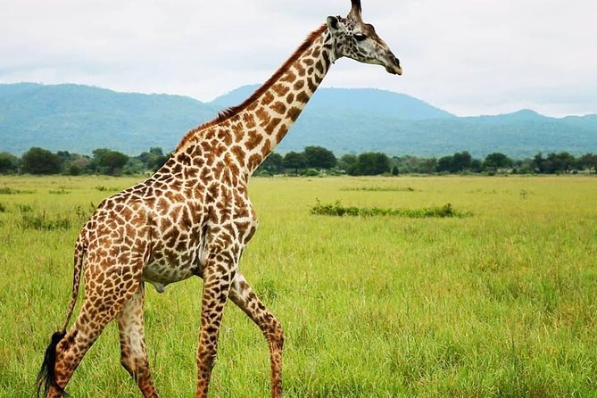 3 Days 2 Nights Adventures At Mikumi National Park - Mikumi in Three Days: What This Safari Really Delivers