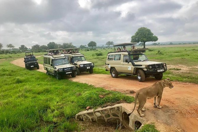 3 Days 2 Nights Adventures At Mikumi National Park - Day 2 Full Game Drive: The Day You’ll Remember for Animals