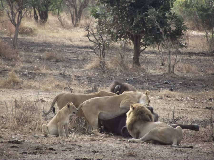 3 Days 2 Nights Amazing Masai Tour & Mikumi National Park - Masai culture and Mikumi wildlife, side by side in Southern Tanzania