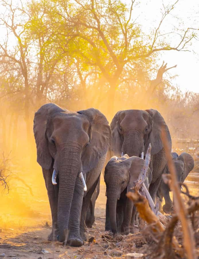 3 Days 2 Nights Amazing Masai Tour & Mikumi National Park - Bastian Camp on night one, full board comfort after a long day