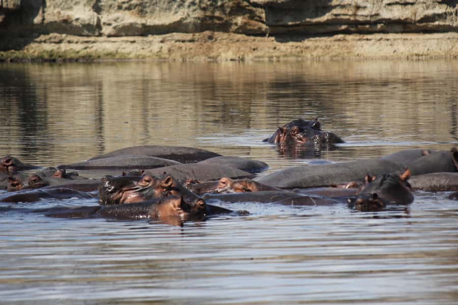3 Days 2 Nights Amazing Masai Tour & Mikumi National Park - Day 2 in Mikumi: the full game drive that actually takes you into the park