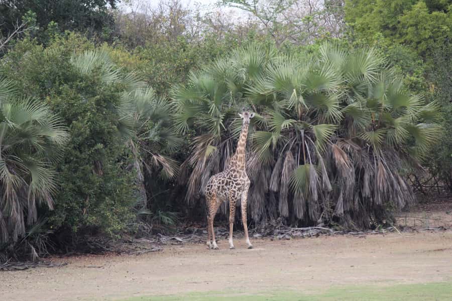 3 Days 2 Nights Amazing Masai Tour & Mikumi National Park - Price and value: what you are paying for at $680 per person