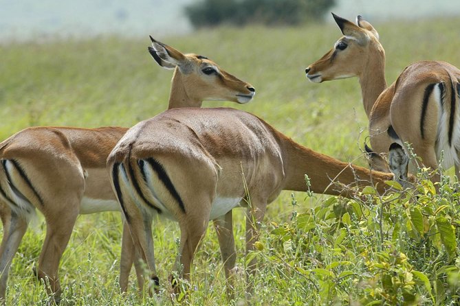 3 Days 2 Nights Group Joining Serengeti and Ngorogoro Safari - Key Points You Will Care About