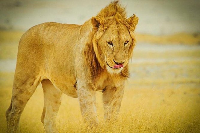 3 Days 2 Nights Group Joining Serengeti and Ngorogoro Safari - Arusha Departure, 6:00 AM Start, and a Small Group Advantage