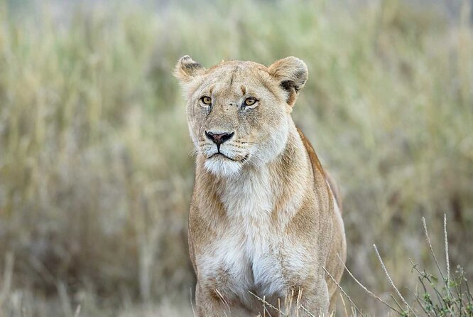 3 Days 2 Nights Group Joining Serengeti and Ngorogoro Safari - Day 3 Ngorongoro Crater: The Close-Up Wildlife Day