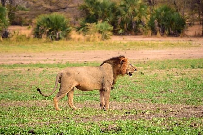 3 Days 2 Nights Mikumi National Park from Dar es salaam road trip - Day 1 evening game drive, campsite vibes, and where animals show up