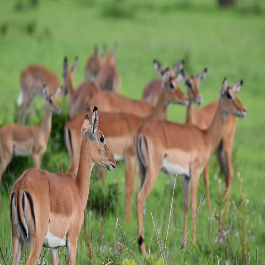 3 Days / 2 Nights Mikumi Safari by SGR Train from Zanzibar - Key highlights at a glance