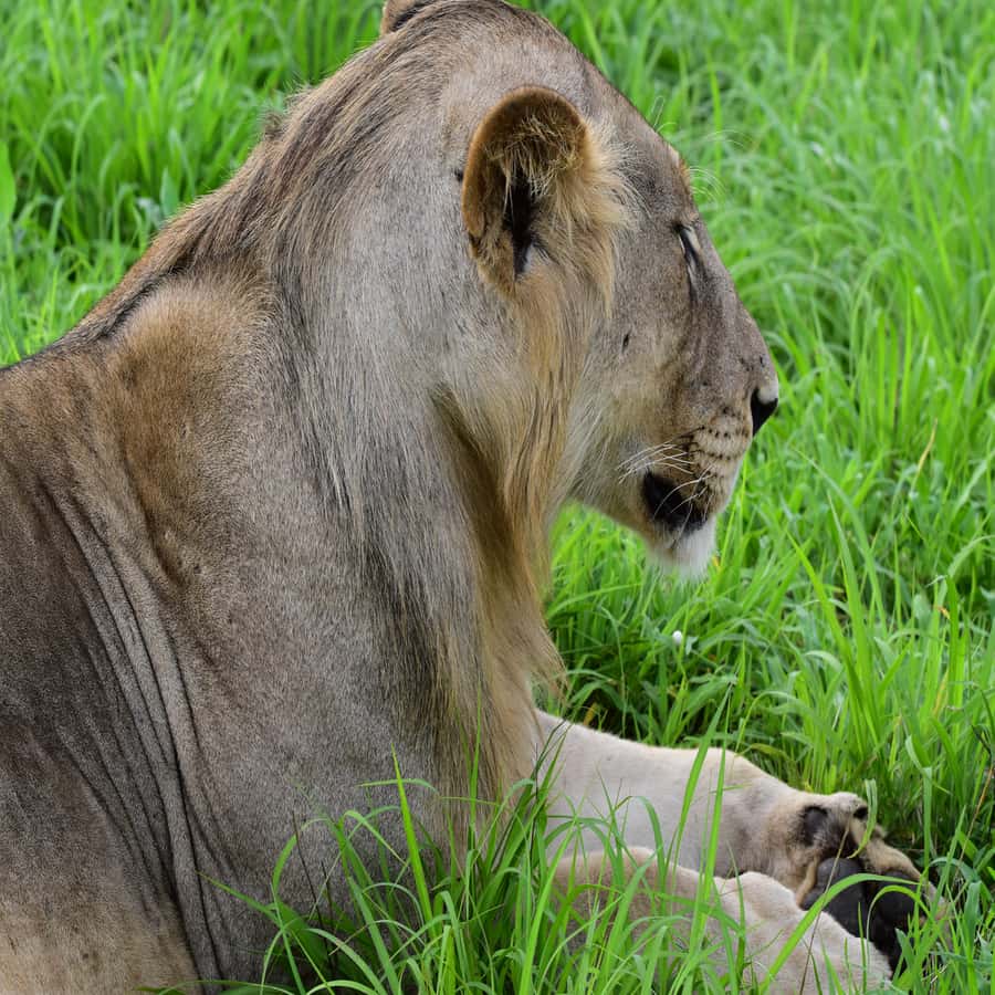 3 Days / 2 Nights Mikumi Safari by SGR Train from Zanzibar - SGR train and ferry logistics that actually make sense