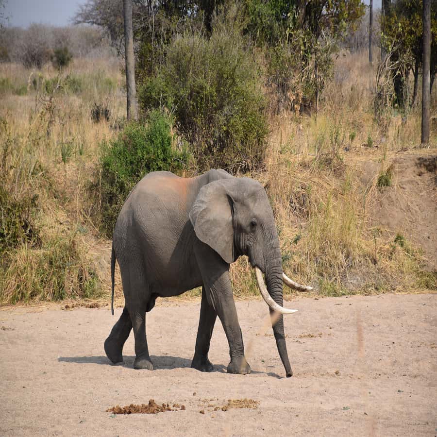 3 Days / 2 Nights Mikumi Safari by SGR Train from Zanzibar - Day 3 return: early start, SGR back to Dar, then ferry to Zanzibar