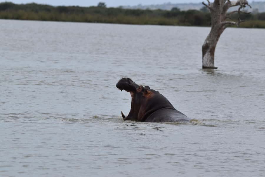 3 Days / 2 Nights Mikumi Safari by SGR Train from Zanzibar - Price and value: what $700 buys on this Mikumi itinerary