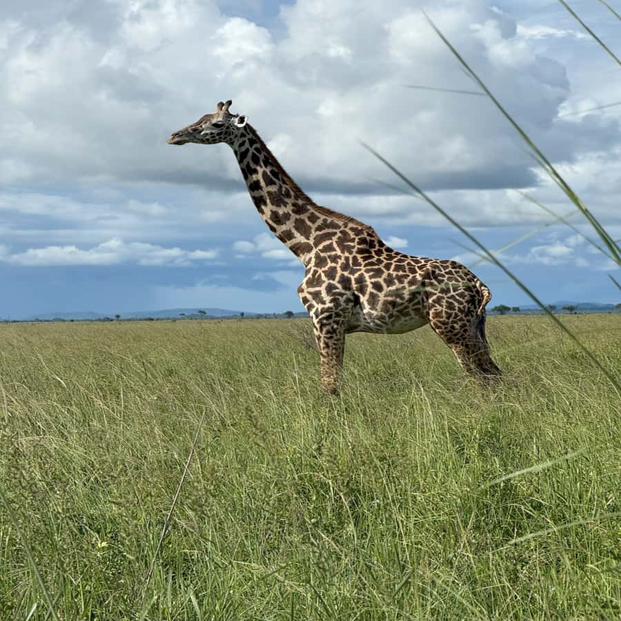 3 Days / 2 Nights Mikumi Safari by SGR Train from Zanzibar - Practical tips so your days feel easier