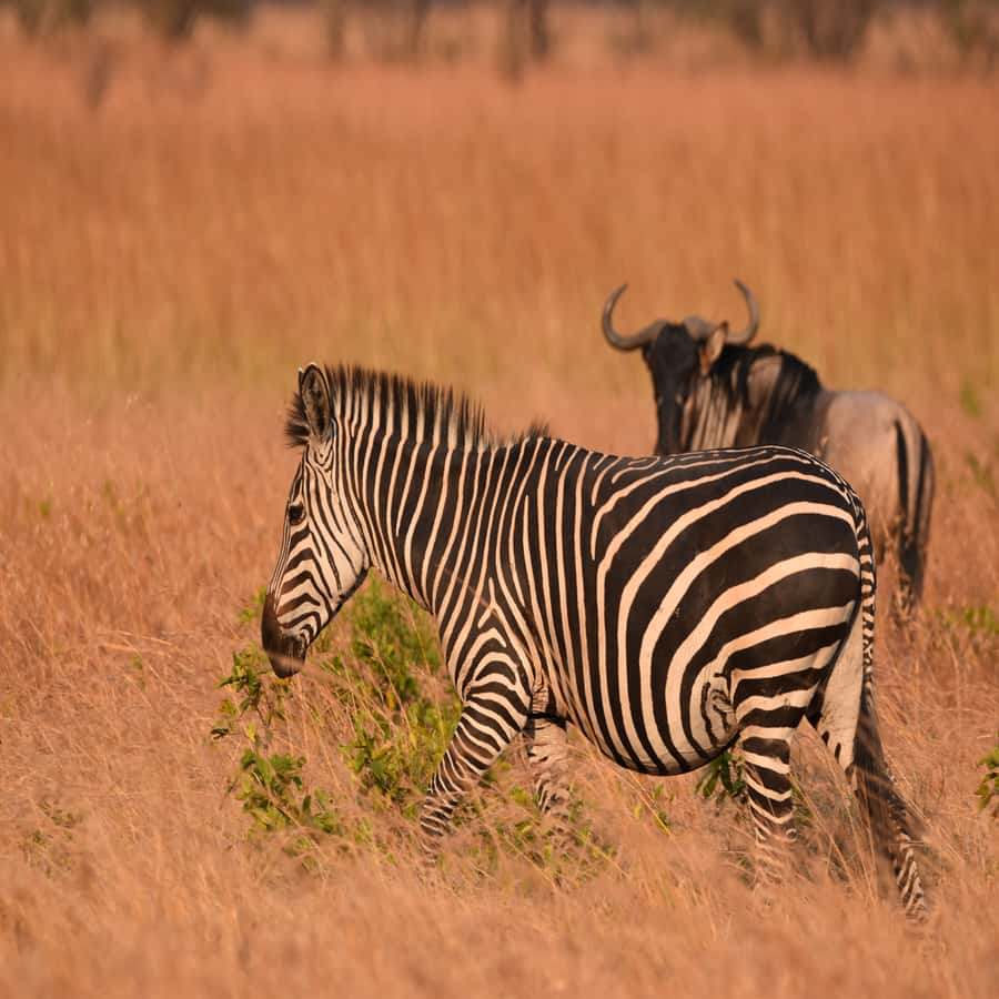 3 Days / 2 Nights Mikumi Safari by SGR Train from Zanzibar - Mikumi National Park, and why the animals can feel more reachable