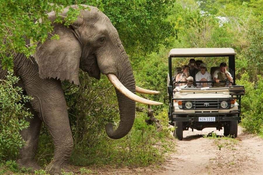 3 DAYS, 2 NIGHTS SAFARI FROM ZANZIBAR TO MIKUMI BY FERRY. - Key things I’d watch for