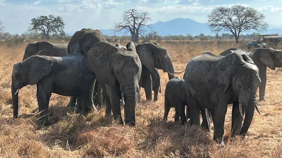 3 DAYS, 2 NIGHTS SAFARI FROM ZANZIBAR TO MIKUMI BY FERRY. - The Maasai village visit: cultural time that fits the schedule