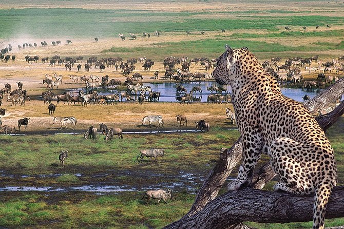 3 Days 2 Nights Serengeti, Ngorongoro & Tarangire Wildlife Lodge Safari - Quick reasons this safari works
