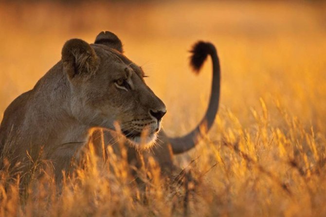 3 Days 2 Nights Serengeti, Ngorongoro & Tarangire Wildlife Lodge Safari - Should you book this 3-day Serengeti, Ngorongoro and Tarangire safari?