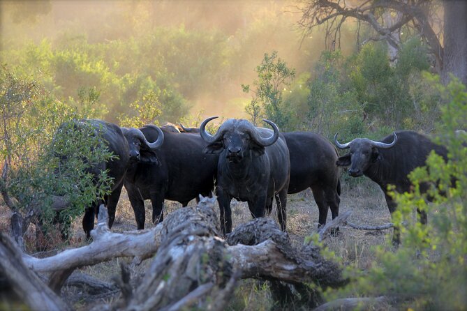 3-Days 2-nights Tanzania Private Budget Camping Safari - A 3-Day Circuit That Fits Real Schedules (Arusha Start, Park Days, Camp Nights)