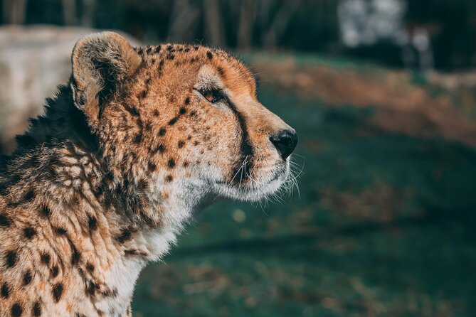 3-Days 2-nights Tanzania Private Budget Camping Safari - Serengeti National Park Safari Style: The Parts That Really Matter