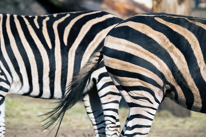 3-Days 2-nights Tanzania Private Budget Camping Safari - Value and Price: What $1,626 Covers, and Where Costs Still Appear
