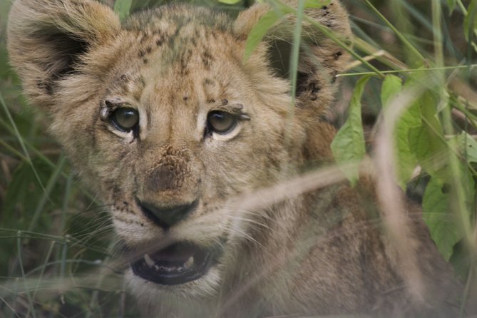 3-Days 2-nights Tanzania Private Budget Camping Safari - How Private Timing Helps You Move at Your Pace