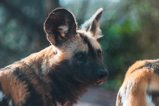 3-Days 2-nights Tanzania Private Budget Camping Safari - Who This Safari Fits Best (and Who Might Want Something Different)