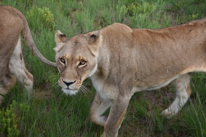 3-Days 2-nights Tanzania Private Budget Camping Safari - Should You Book This Serengeti Camping Safari?