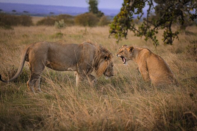 3-Days 2-nights Tanzania Private Budget Camping Safari - Two Nights Camping: What the Budget Tradeoff Really Means