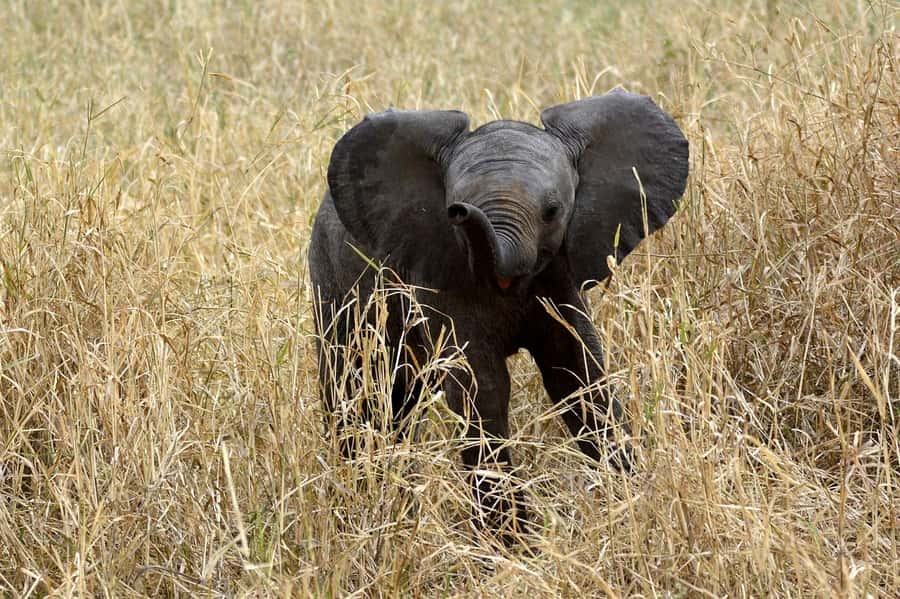 3-days adventure from Dar-es-Salaam to Mikumi National Park - Key points worth knowing before you go