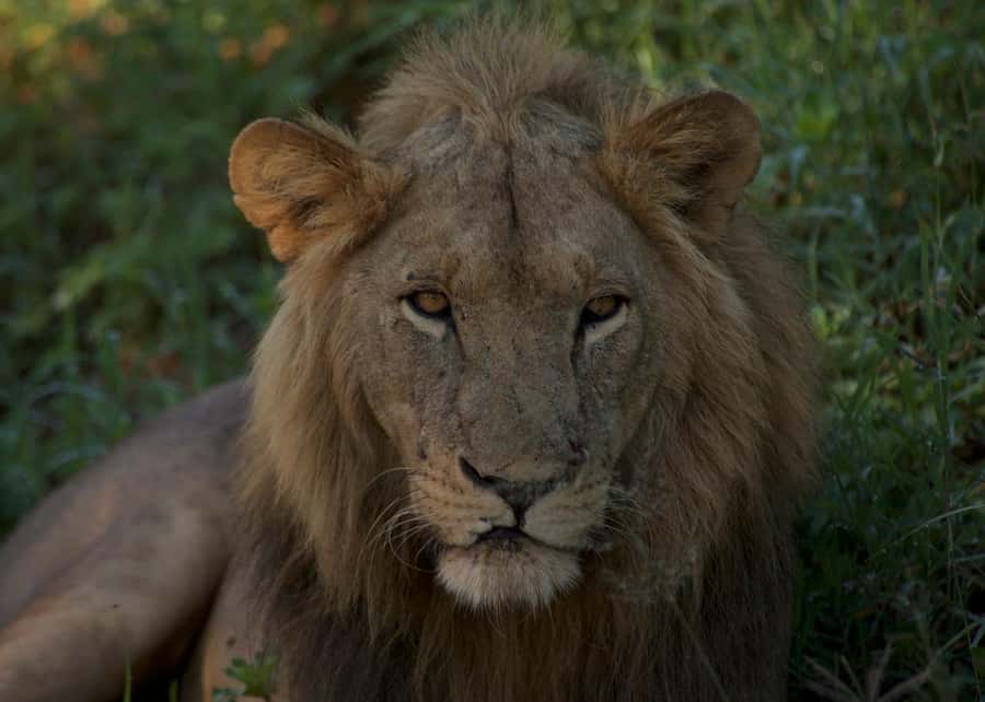 3-days adventure from Dar-es-Salaam to Mikumi National Park - Mikumi National Park in Tanzania’s south, not the Serengeti circuit