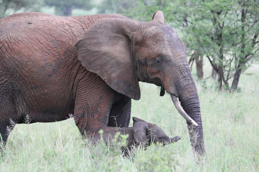 3-days adventure from Dar-es-Salaam to Mikumi National Park - Lodges and meals: included comfort that saves you time and stress