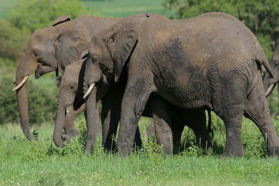 3-days adventure from Dar-es-Salaam to Mikumi National Park - Who should book this Mikumi safari from Dar