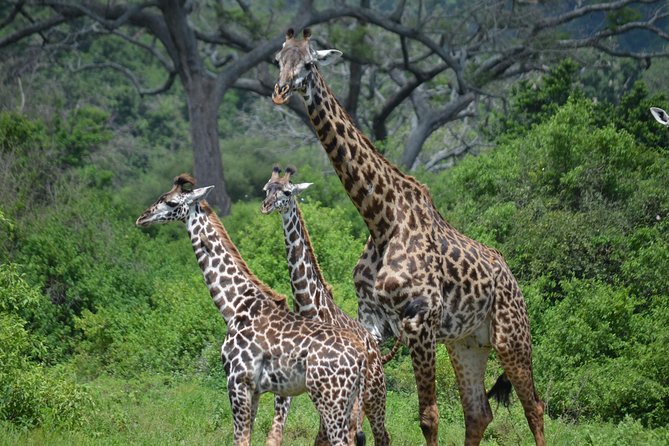 3 Days All Inclusive Zanzibar to Tarangire Ngorongoro - Quick hits before you go