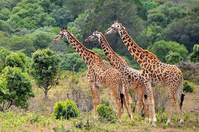 3 Days All Inclusive Zanzibar to Tarangire Ngorongoro - Is $1,776.32 good value here? What you’re actually paying for