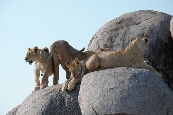 3 Days All Inclusive Zanzibar to Tarangire Ngorongoro - What to pack and how to make your sightings more likely