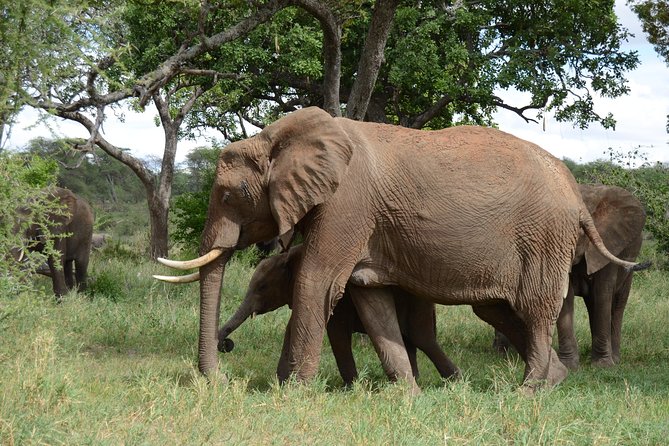 3 Days All Inclusive Zanzibar to Tarangire Ngorongoro - Who this safari suits best, and who should think twice
