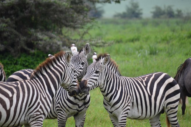 3 Days All Inclusive Zanzibar to Tarangire Ngorongoro - Day 1 Lake Manyara: baboons, flamingos, and hot-spring wildlife drama