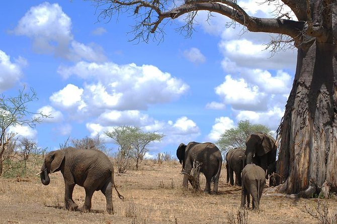 3 Days Amzing Safari in Tarangire and Nngorongoro - Tarangire and Ngorongoro Crater: the Big Five route that moves