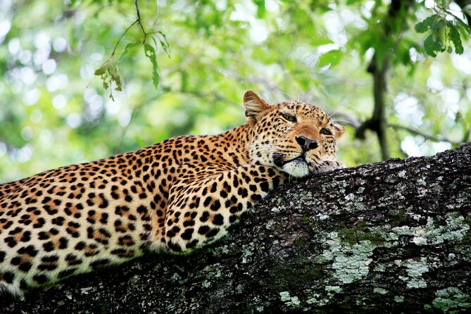 3 Days Amzing Safari in Tarangire and Nngorongoro - Rooftop-style safari vehicles: better views without the fuss