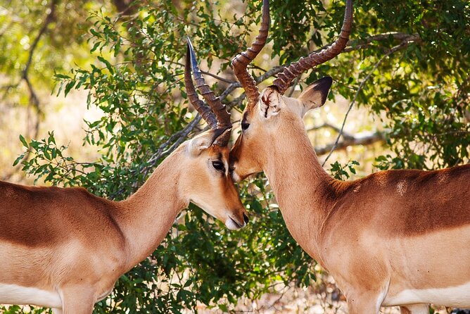 3 Days Amzing Safari in Tarangire and Nngorongoro - Ngorongoro Crater at Loduare Gate: what that descent actually means for viewing