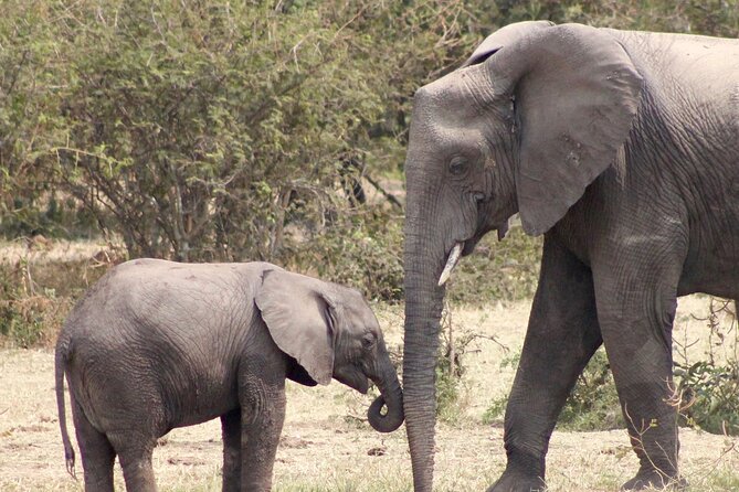 3 Days Amzing Safari in Tarangire and Nngorongoro - What the guides do beyond spotting